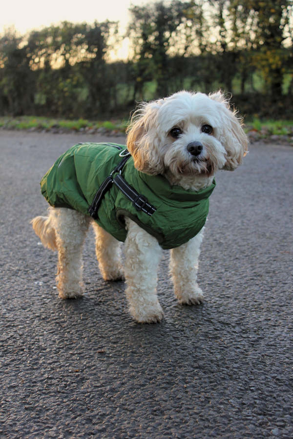 Waterproof Winter Dog Coat