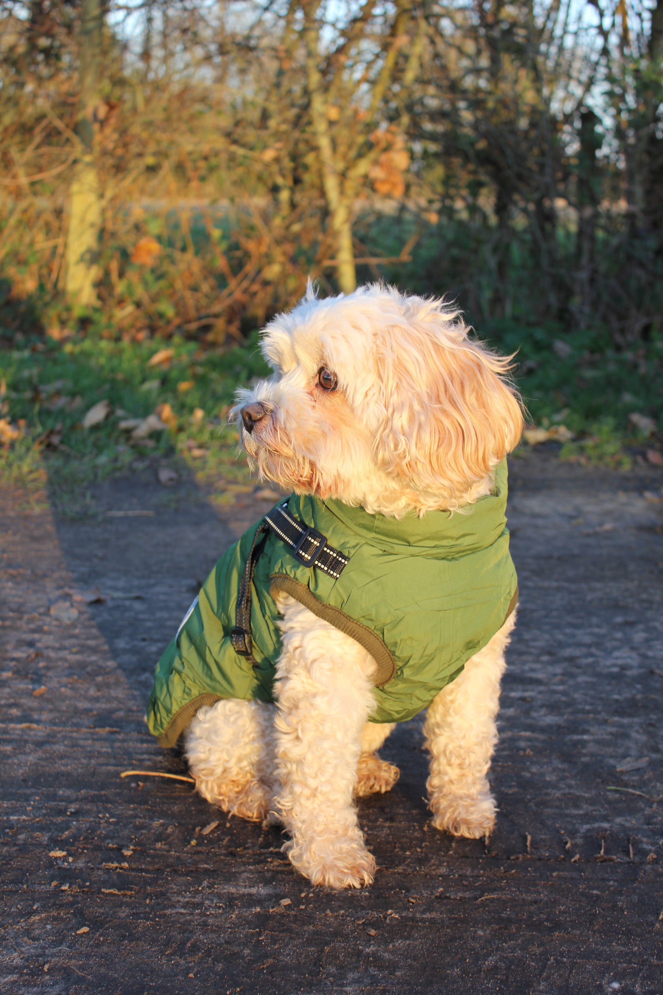 Waterproof Winter Dog Coat