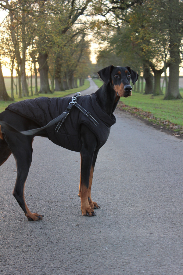 Waterproof Winter Dog Coat
